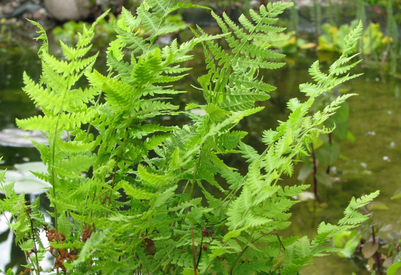 Sumpffarn | Thelypteris palustris