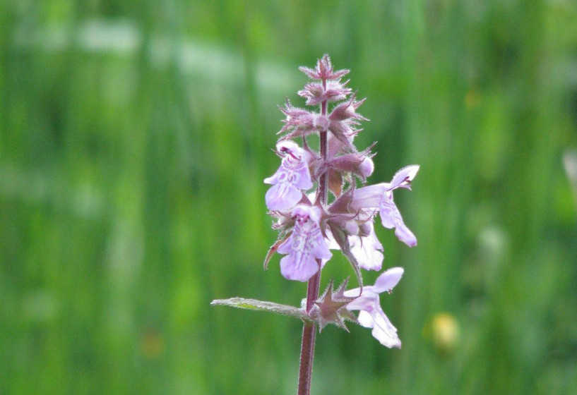 Sumpf-Ziest | Stachys palustris
