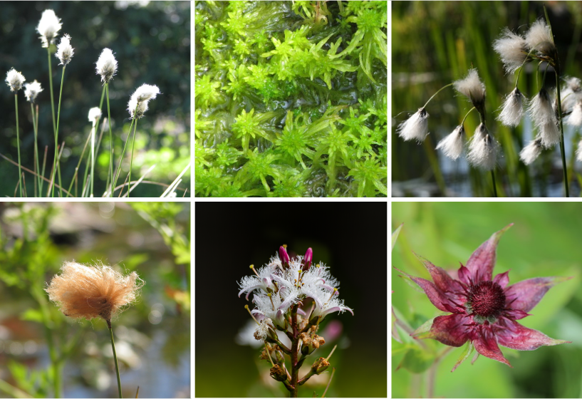 Moorpflanzen Sortimente