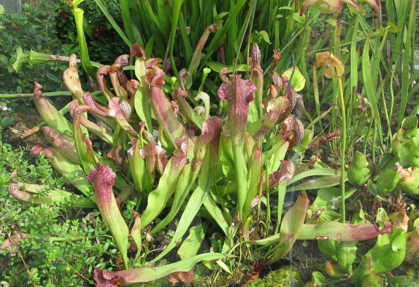 Sarracenia purpurea im Moorbeet