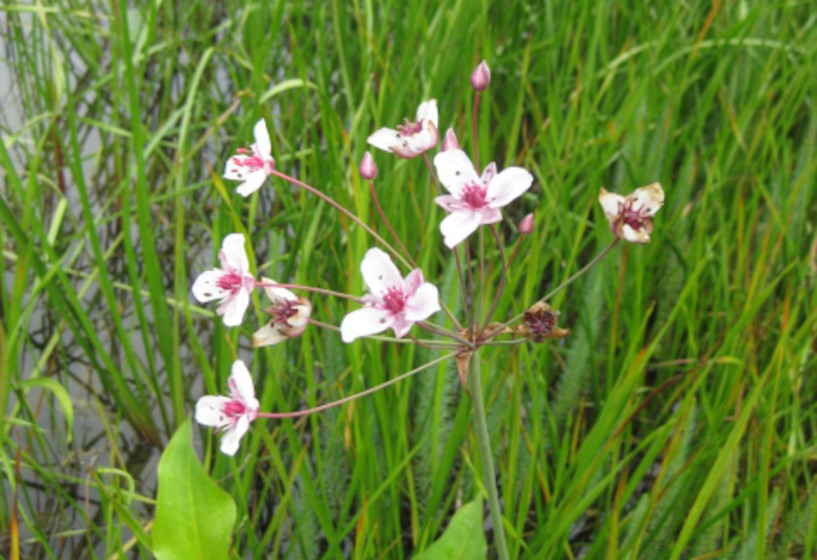 Butomus umbellatus