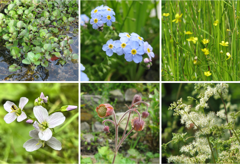 Bachlauf Pflanzensortimente