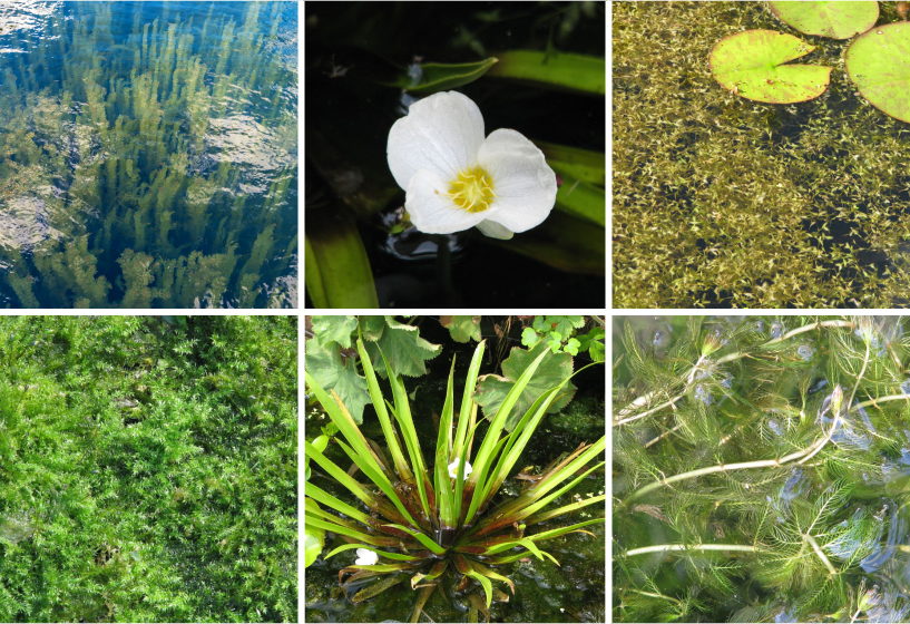 Unterwasserpflanzen Sortimente