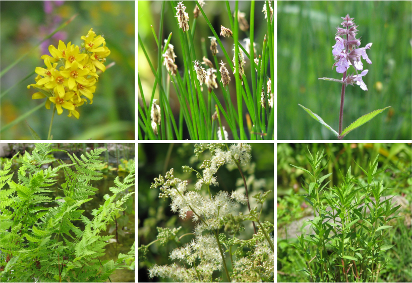 Uferböschung Pflanzensortiment