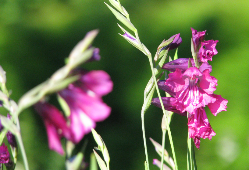 Sumpfgladiole