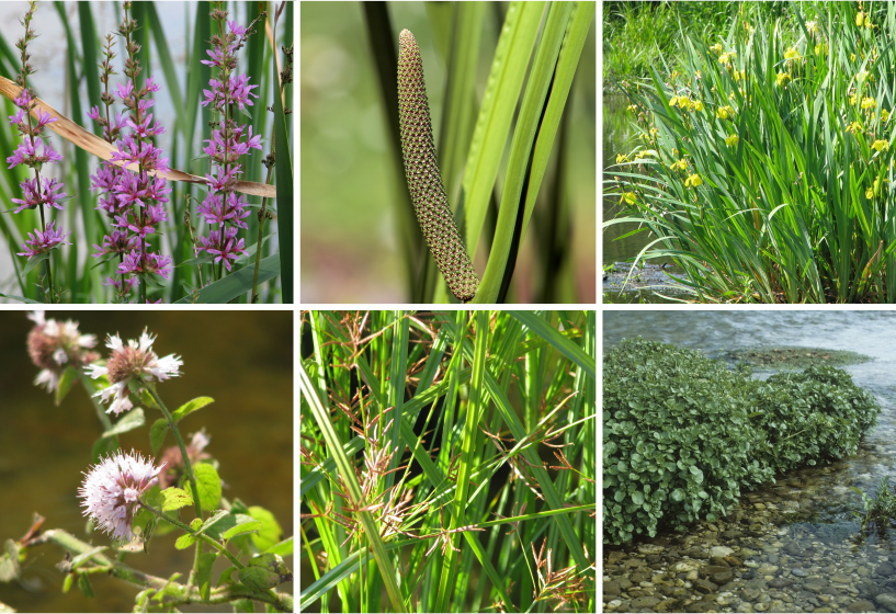 Kiesfilter Pflanzen hoch