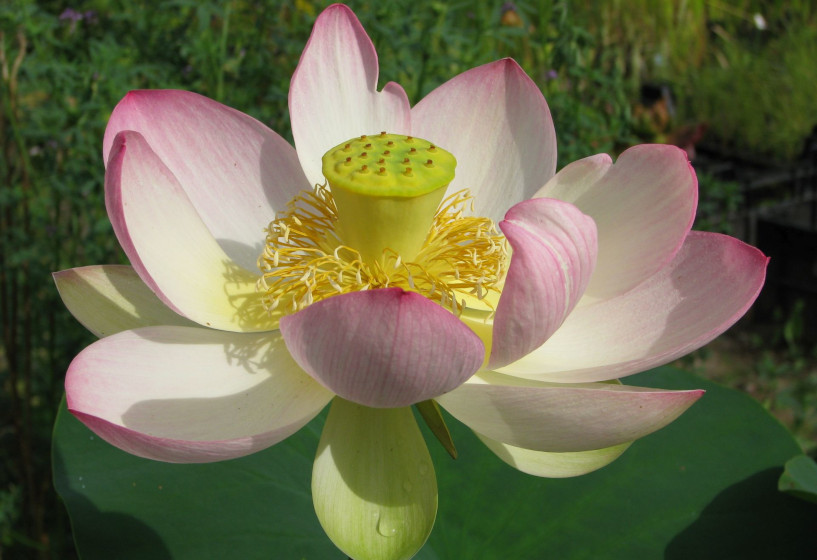 Indische oder Asiatische Lotospflanze