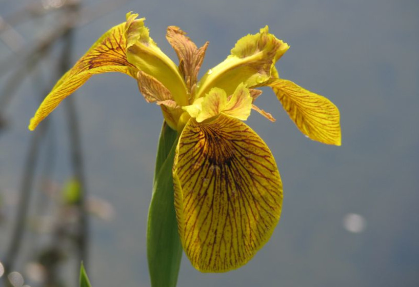 Iris Züchtung Berlin Tiger