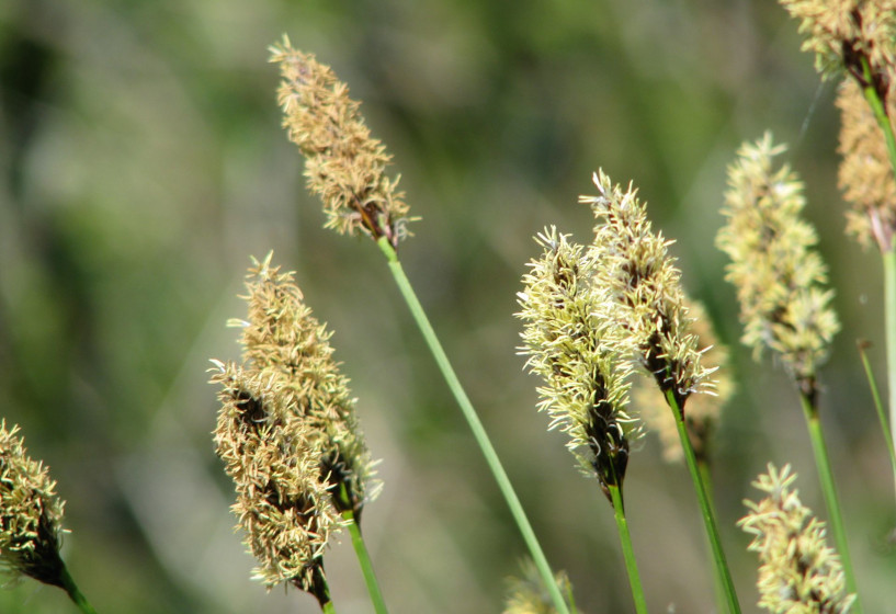 Schwarzschopfsegge | Carex appropinquata