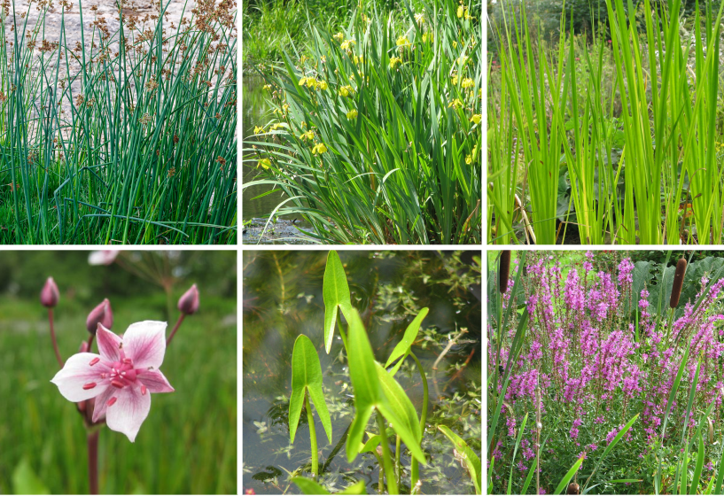 Röhricht Pflanzensortimente