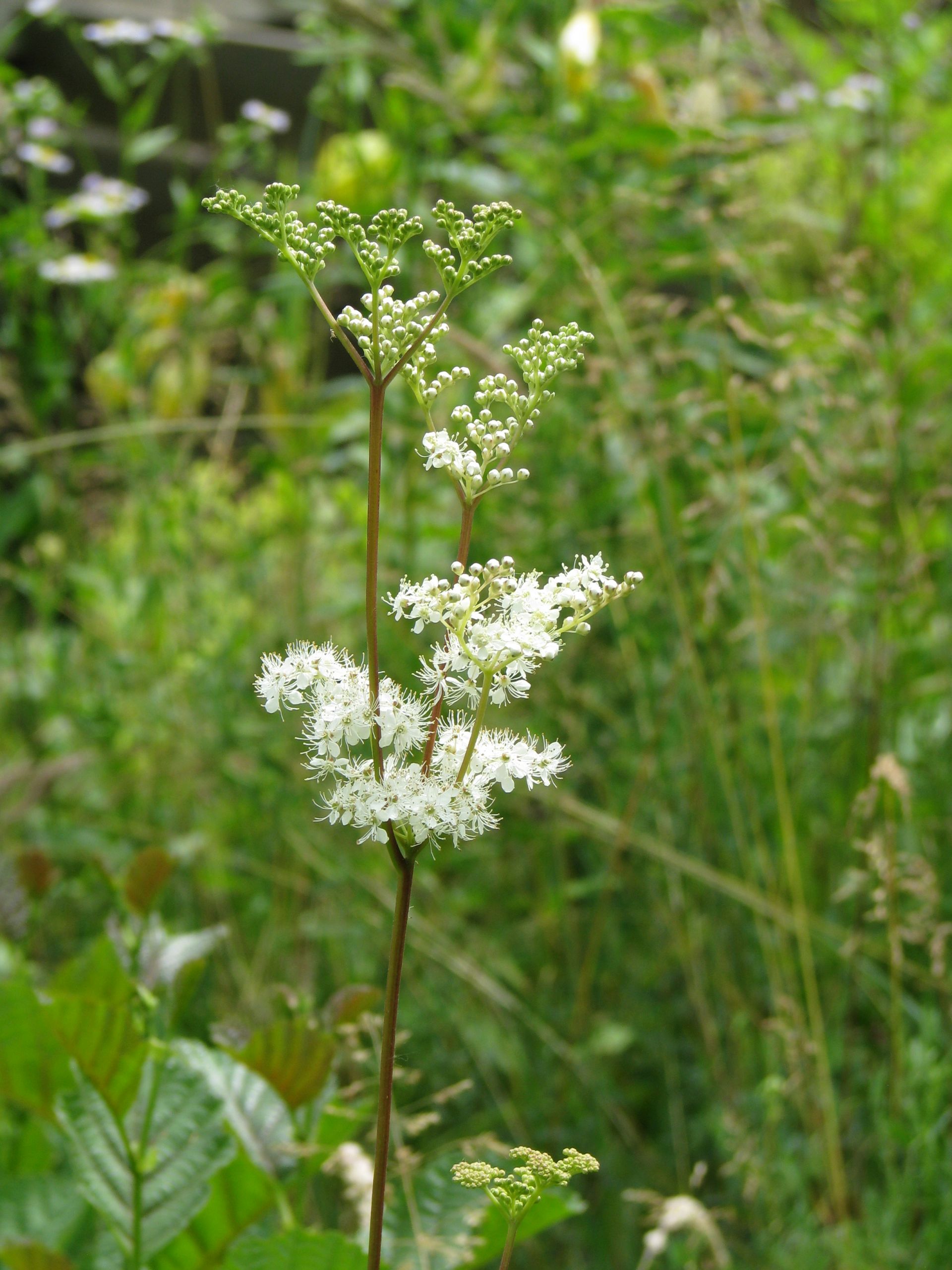 Bienenweide Mädesüß
