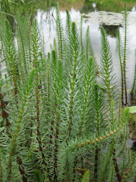 Tannenwedel | Hippuris vulgaris