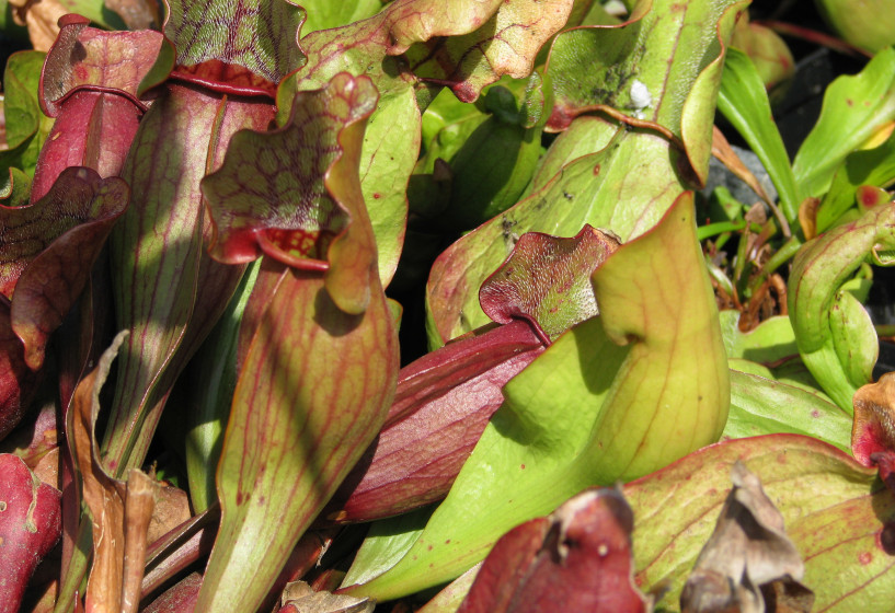 Fangschläuche der Roten Schlauchpflanze