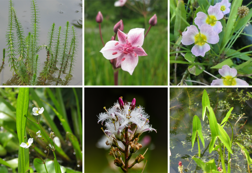 Flachwasser Pflanzensortimente