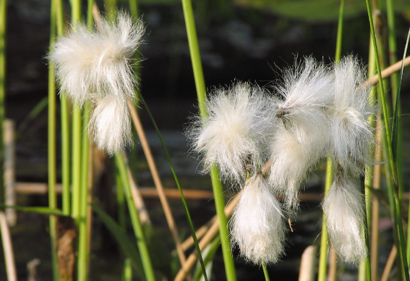 Schmalblättrige Wollgras | Eriophorum angustifolium