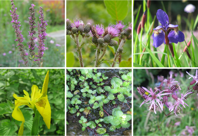 Heimische Teichpflanzen Sortimente