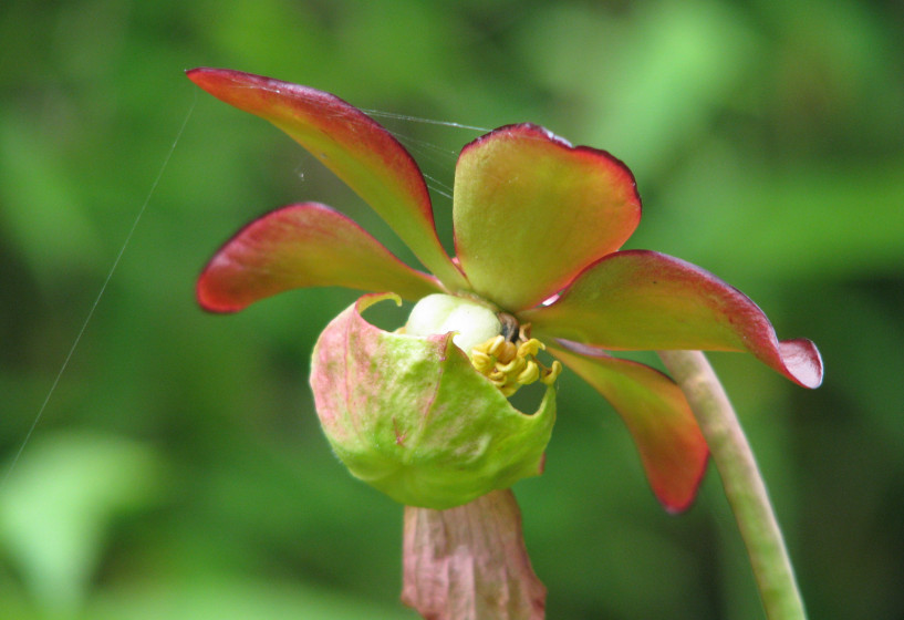 Sarracenia purpurea Blüte