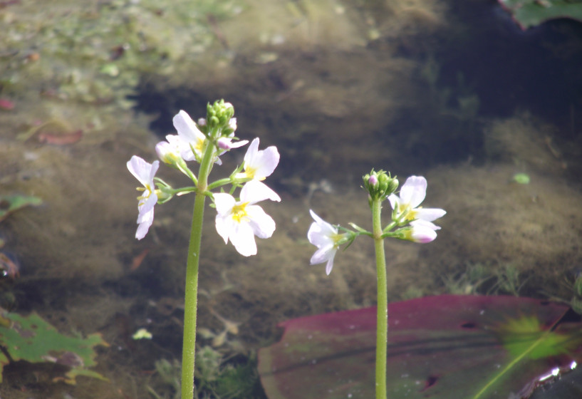 Wasserfeder | Hottonia palustris