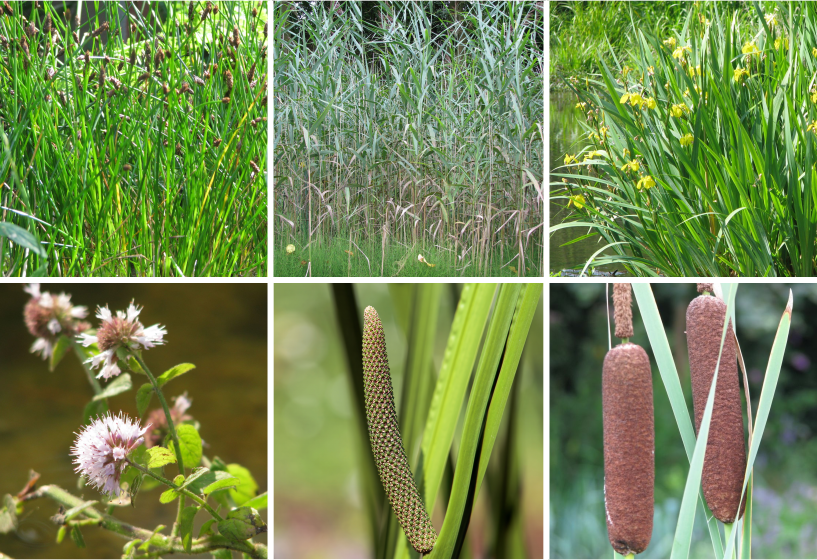 Pflanzenkläranlage Sortimente