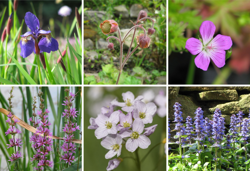 Uferpflanzen Sortimente