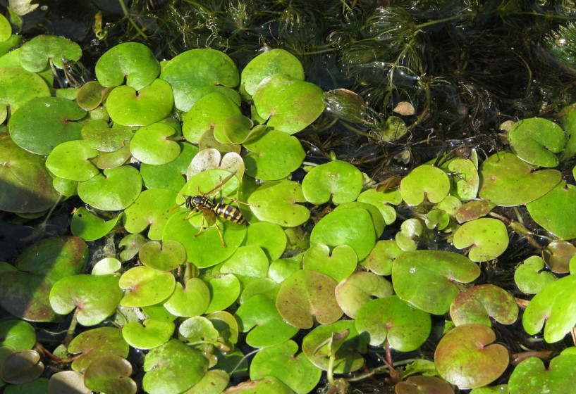 Froschbiss | Hydrocharis morsus-ranae