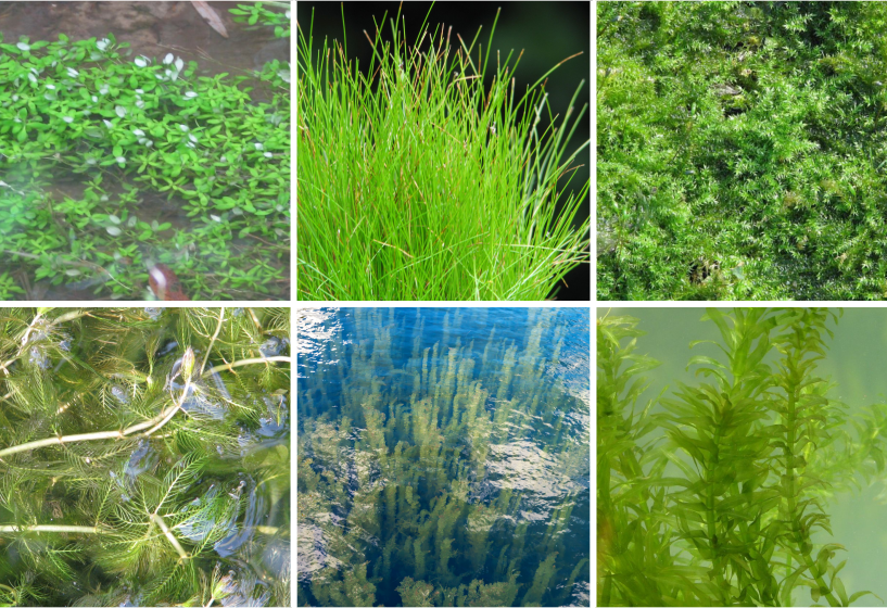 Sauerstoffpflanzen Sortiment