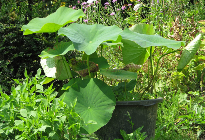 Kübel mit Lotosblume