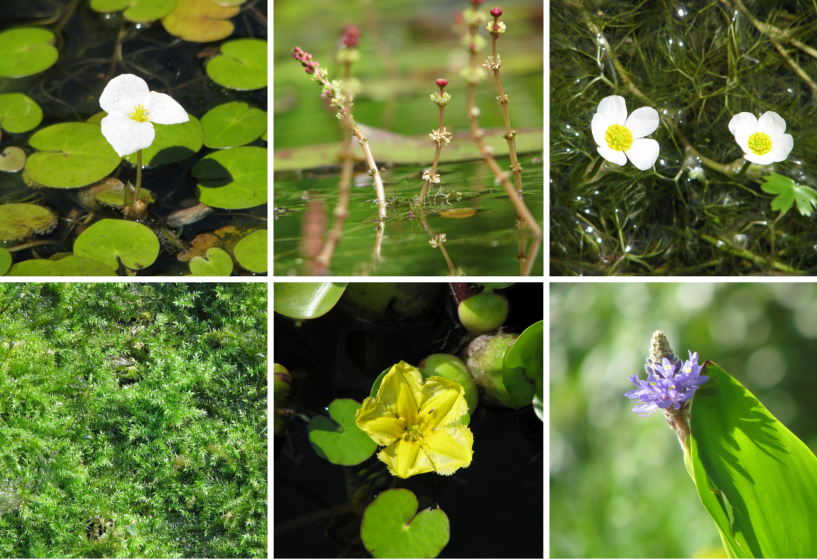 Kübel Pflanzensortimente