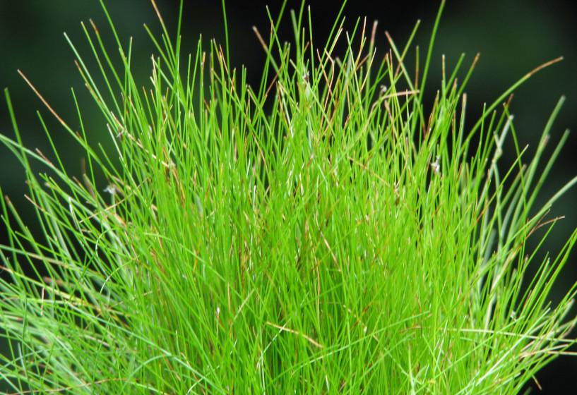 Nadelsimse | Eleocharis acicularis