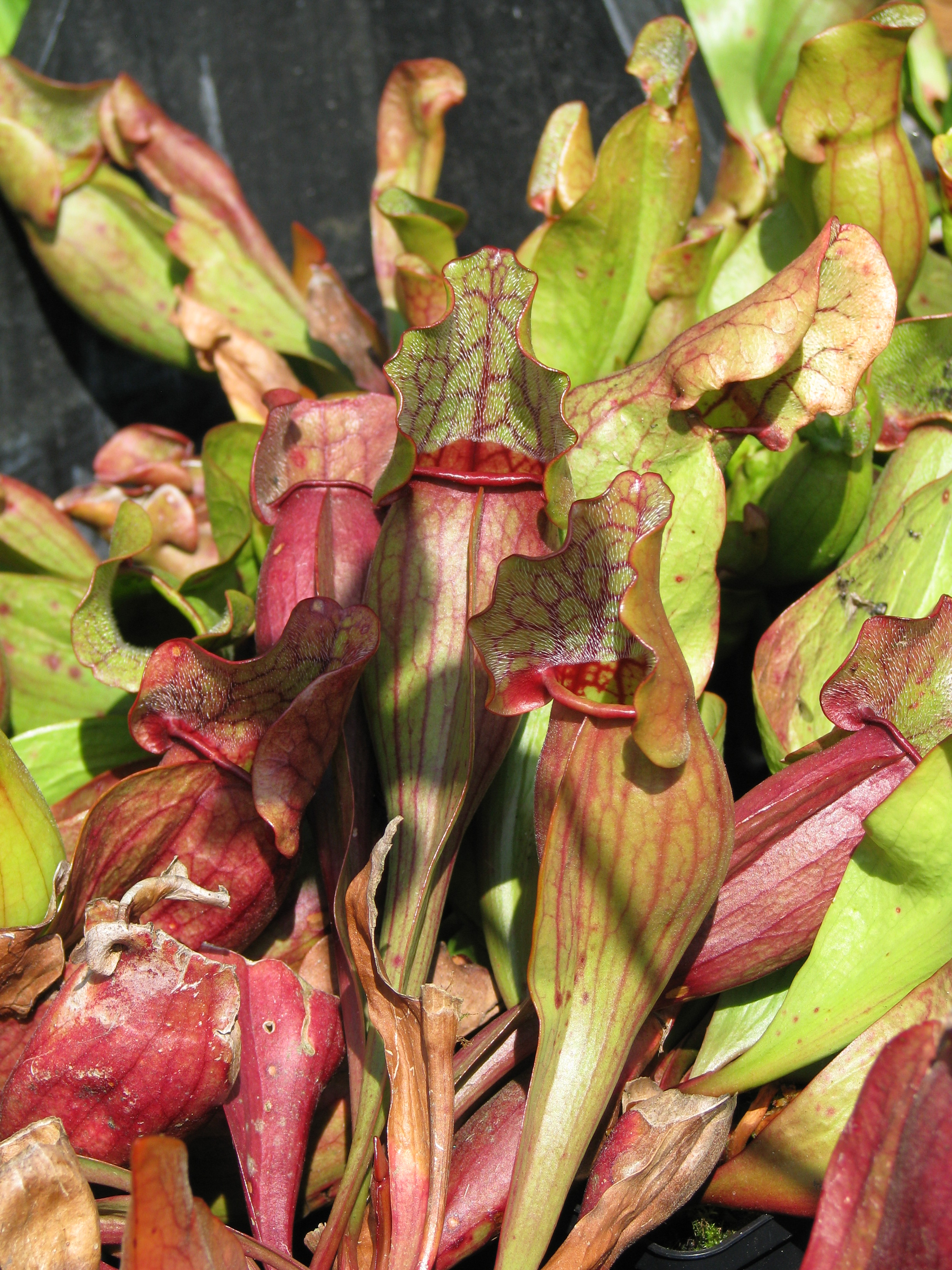 Sarracenia purpurea
