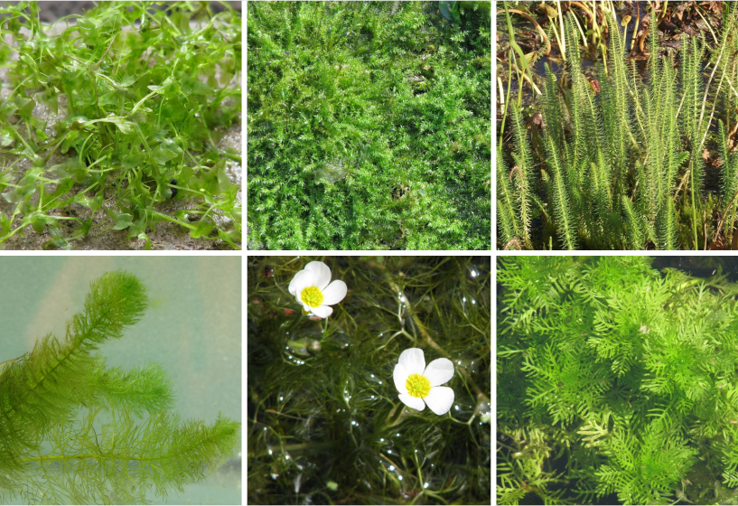 Anti-Algen Pflanzensortimente