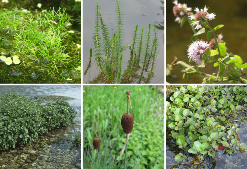 Kiesfilter Pflanzen niedrig