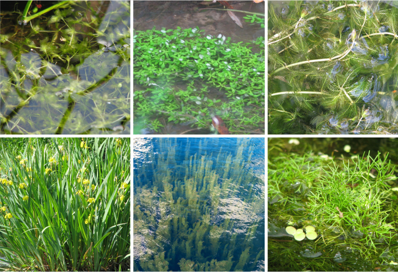 Filterpflanzensortimente