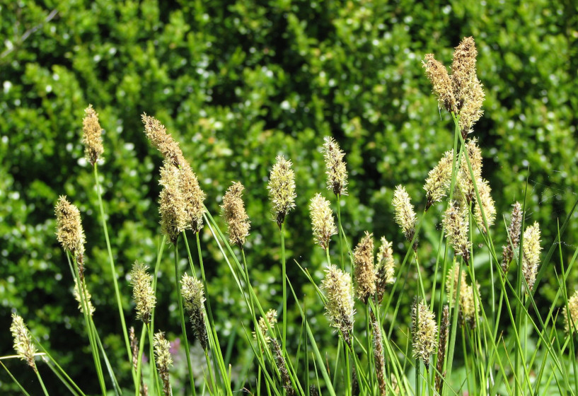 Schwarzschopfsegge Carex appropinquata mit Blütenständen